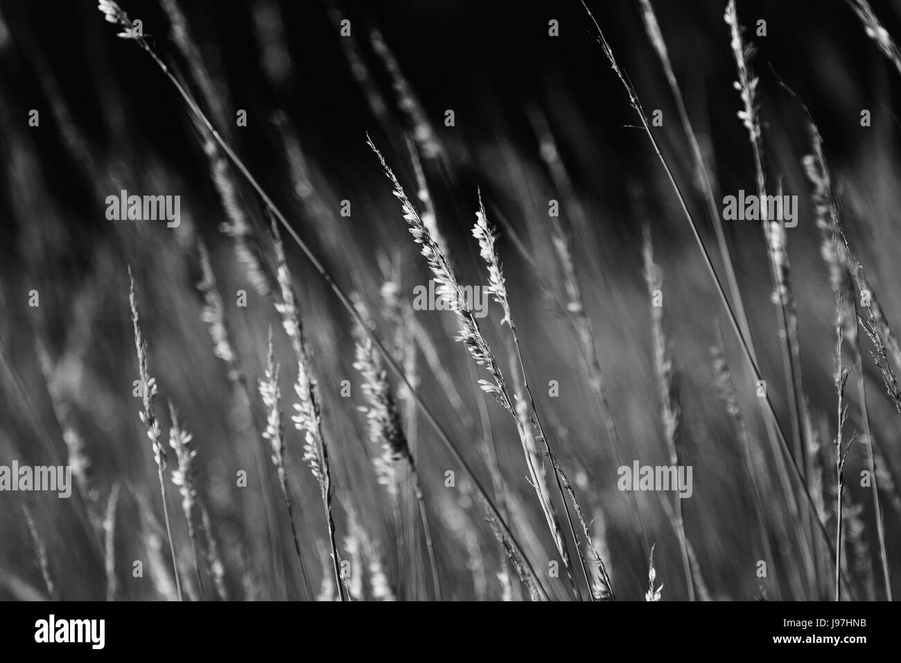 Grass Black and White Stock Photos & Images - Alamy