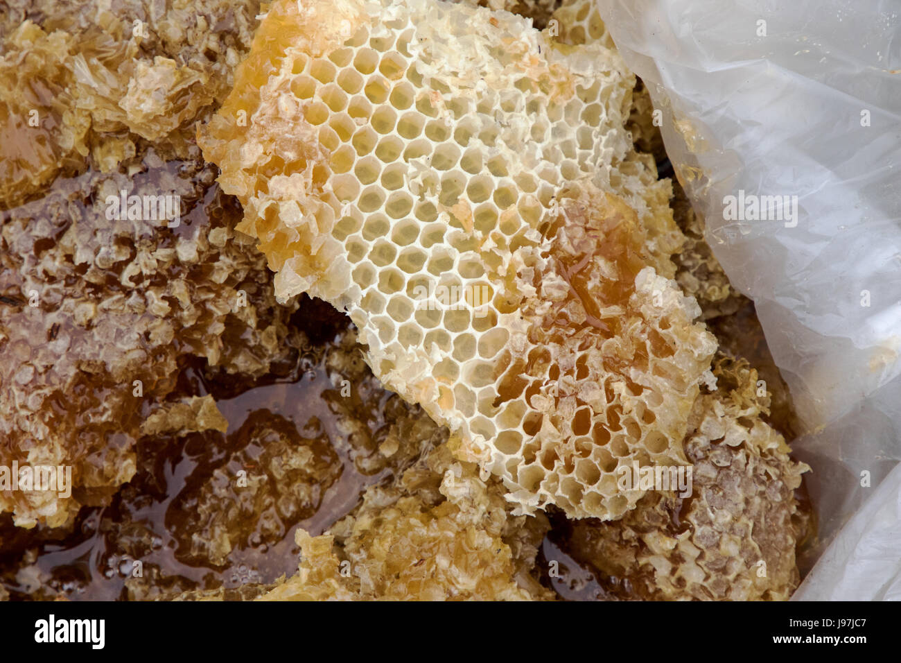 This a small honeycomb removed from the attic of a residential home in Los Angeles, California USA. Stock Photo