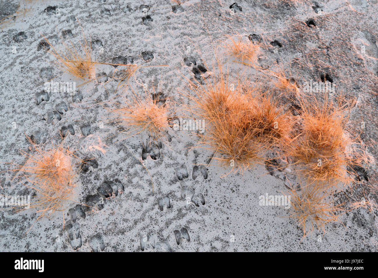 High desert plants hi-res stock photography and images - Alamy