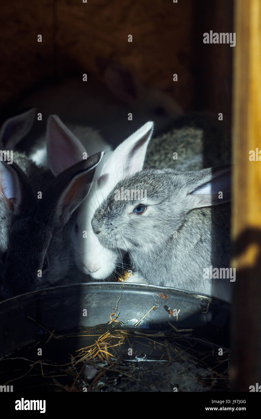 Do Young Rabbits Drink Water at Elizabeth Williams blog