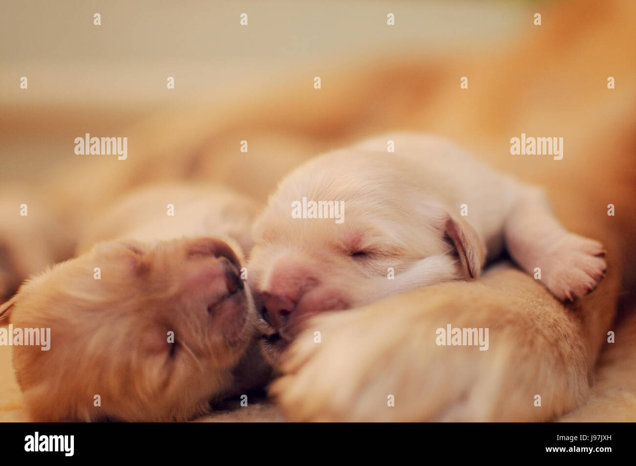 Newborn Golden Retriever Puppies Stock Photo