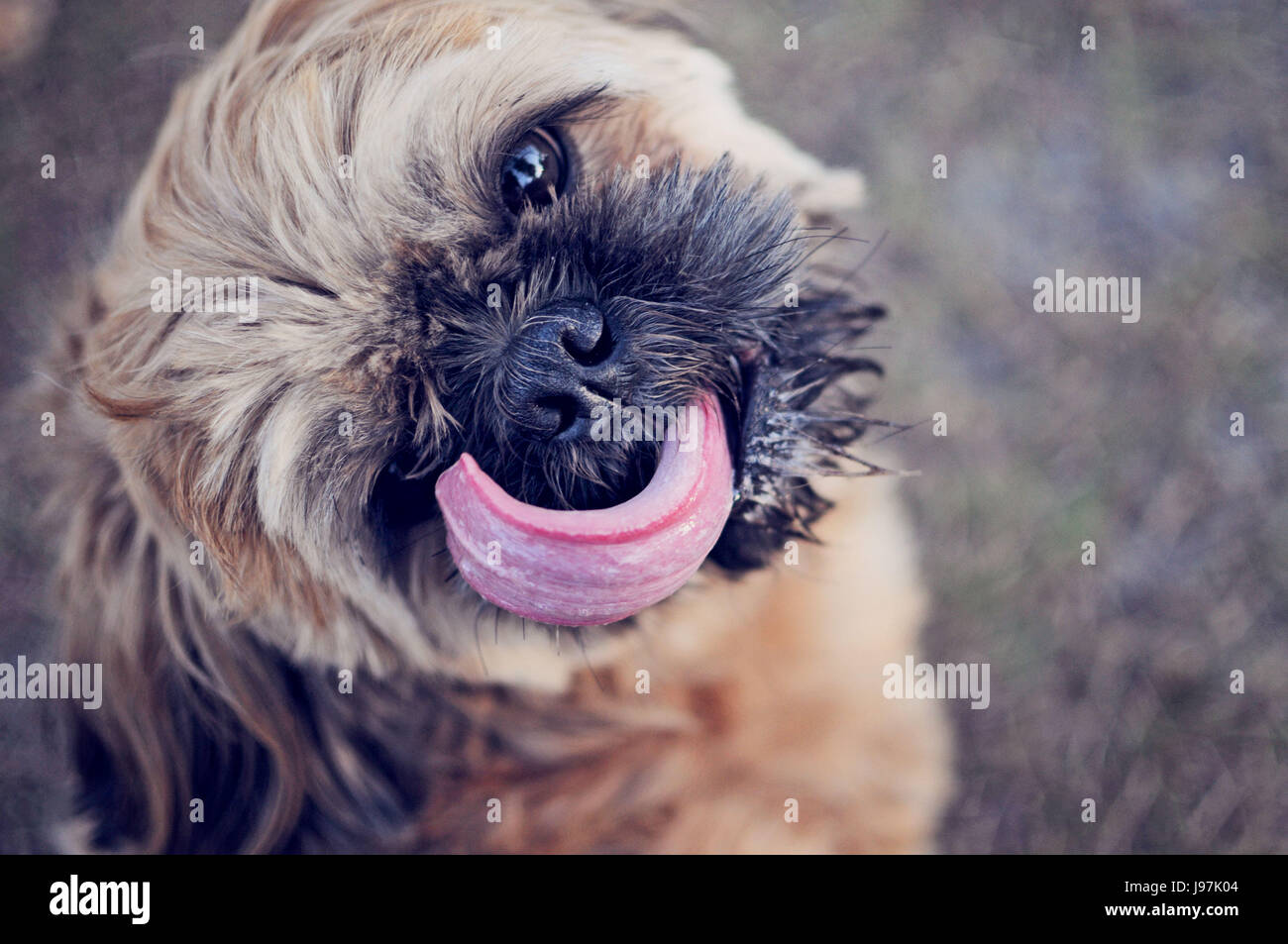 Dog Licking Face Stock Photo Alamy