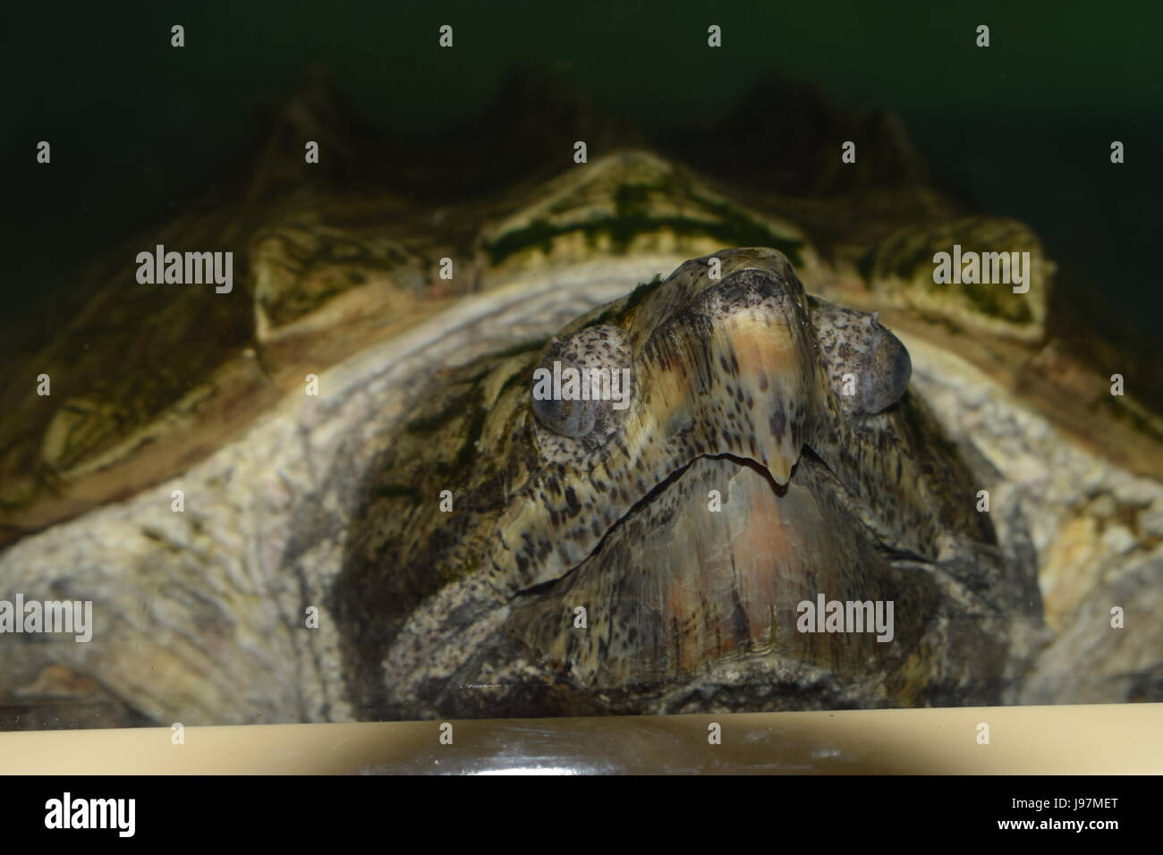 Alligator Snapping Turtle. It is the heaviest fresh water turtle species. Stock Photo