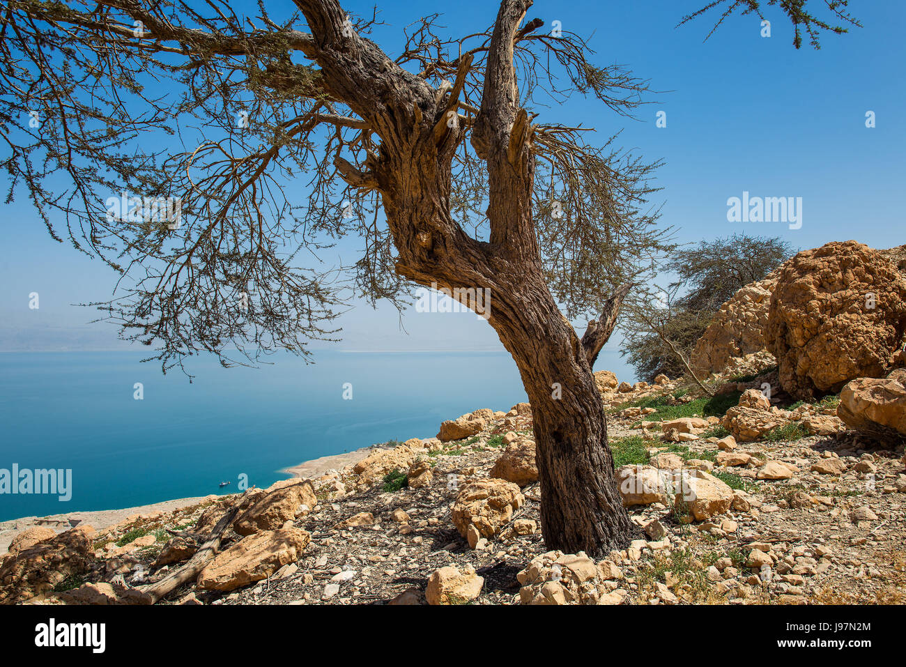 En Gedi Desert Oasis On the western shore of the Dead Sea in Israel in spring Stock Photo