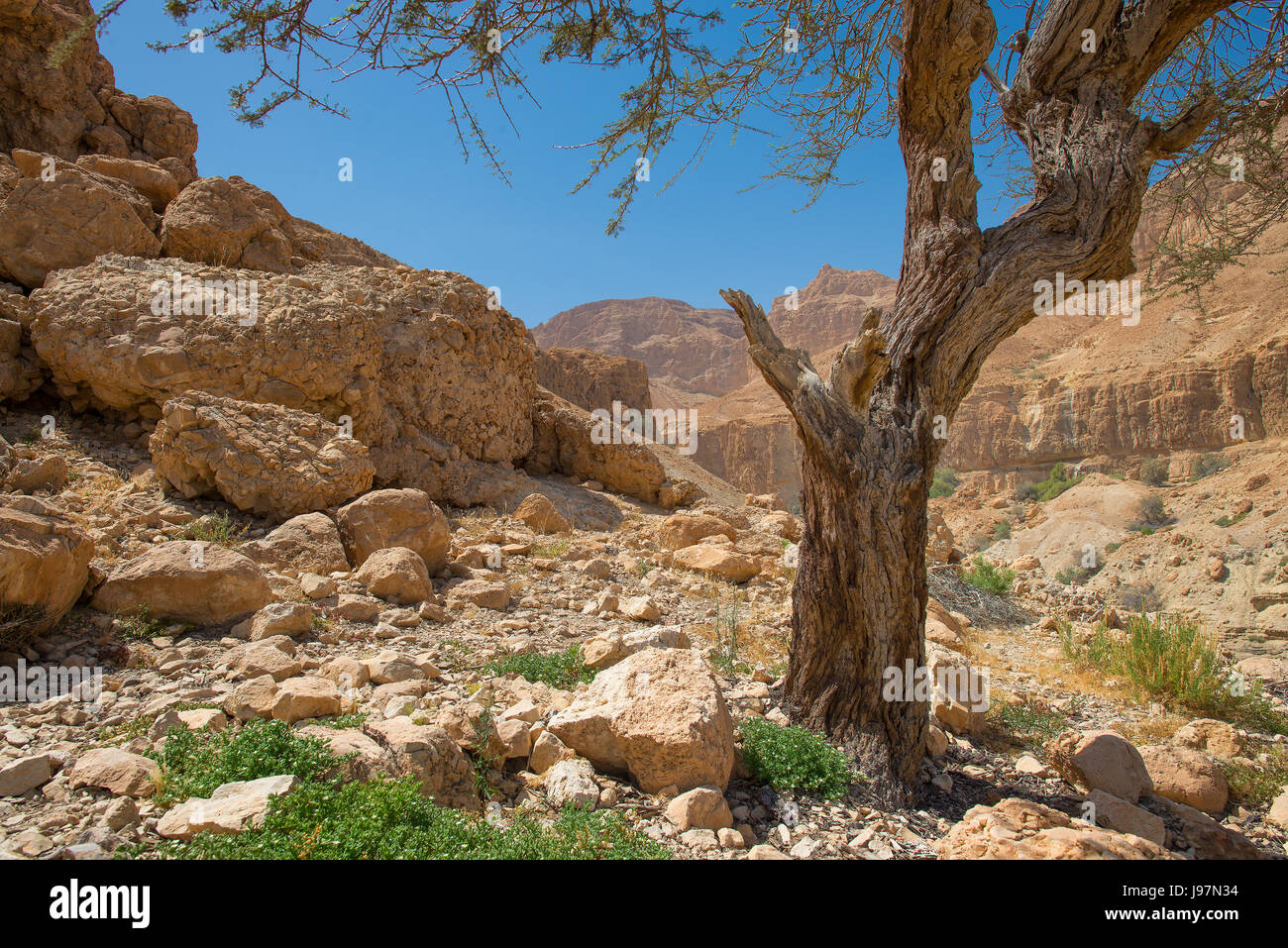 En Gedi Desert Oasis On the western shore of the Dead Sea in Israel in spring Stock Photo