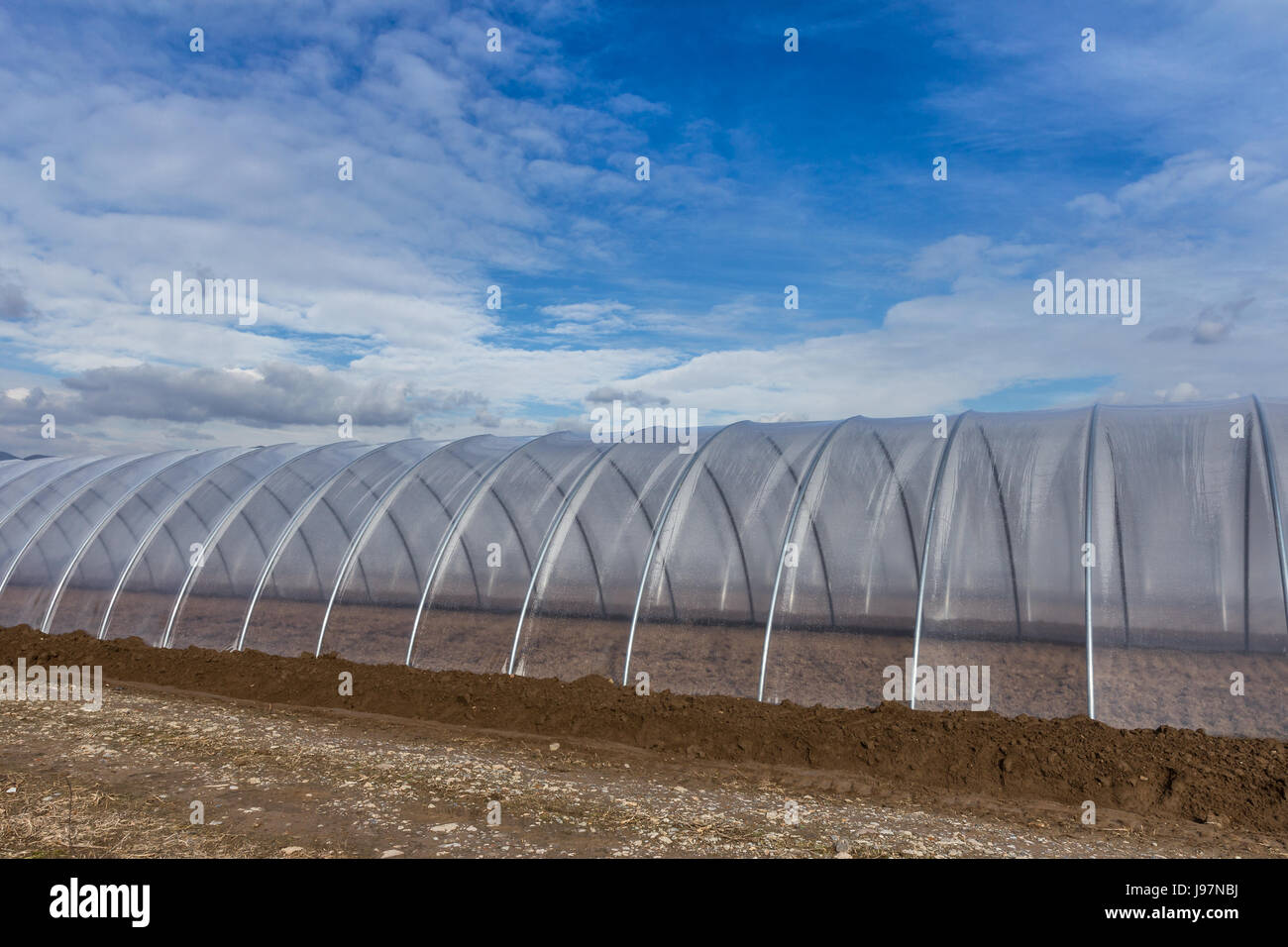 Greenhouse tunnel from polythene plastic on an agricultural field against the blue sky Stock Photo