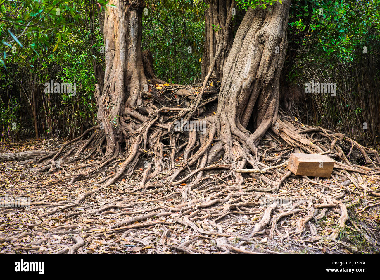 Hardwood Trees High Resolution Stock Photography and Images Alamy