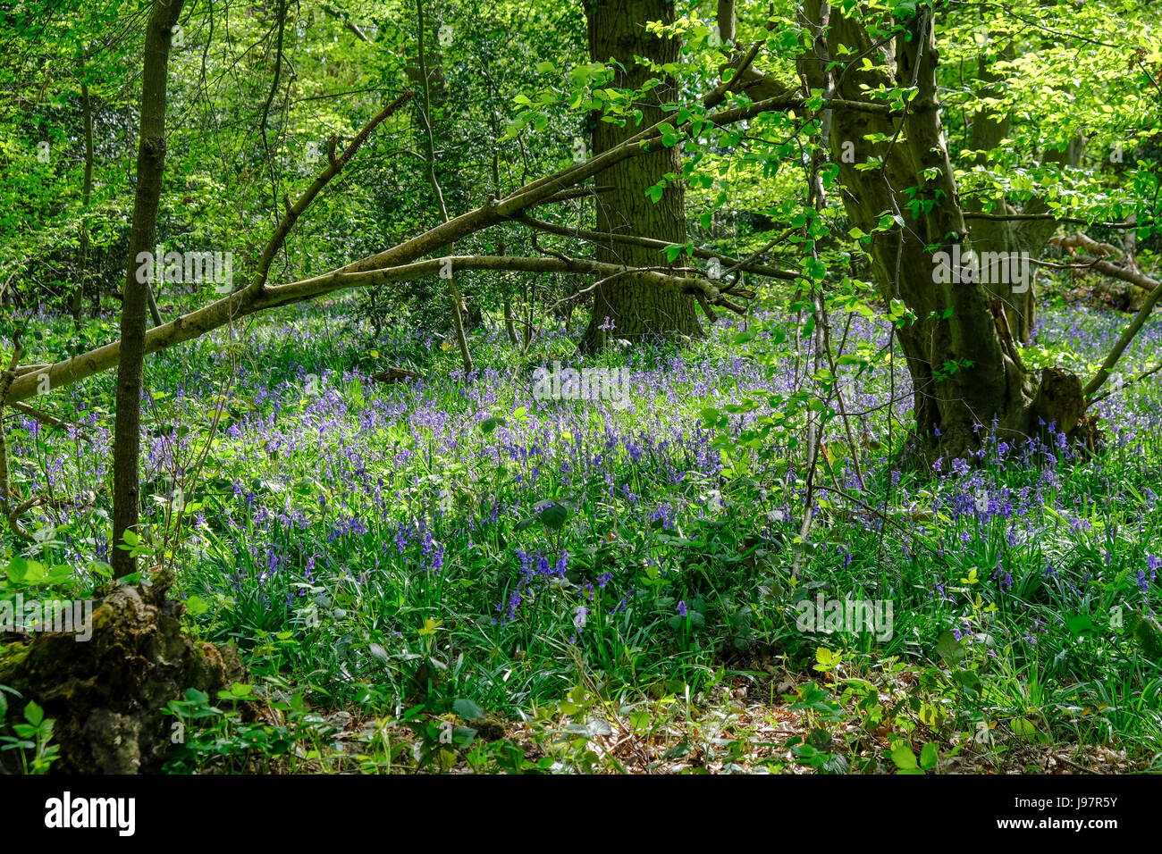 Bluebells in the  Esssex woods in springtime, with lovely light. Stock Photo