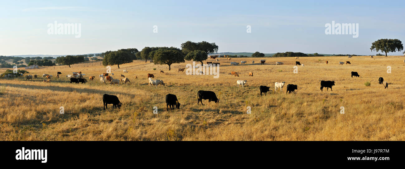 Cattle grazing in Avis, Alentejo. Portugal Stock Photo