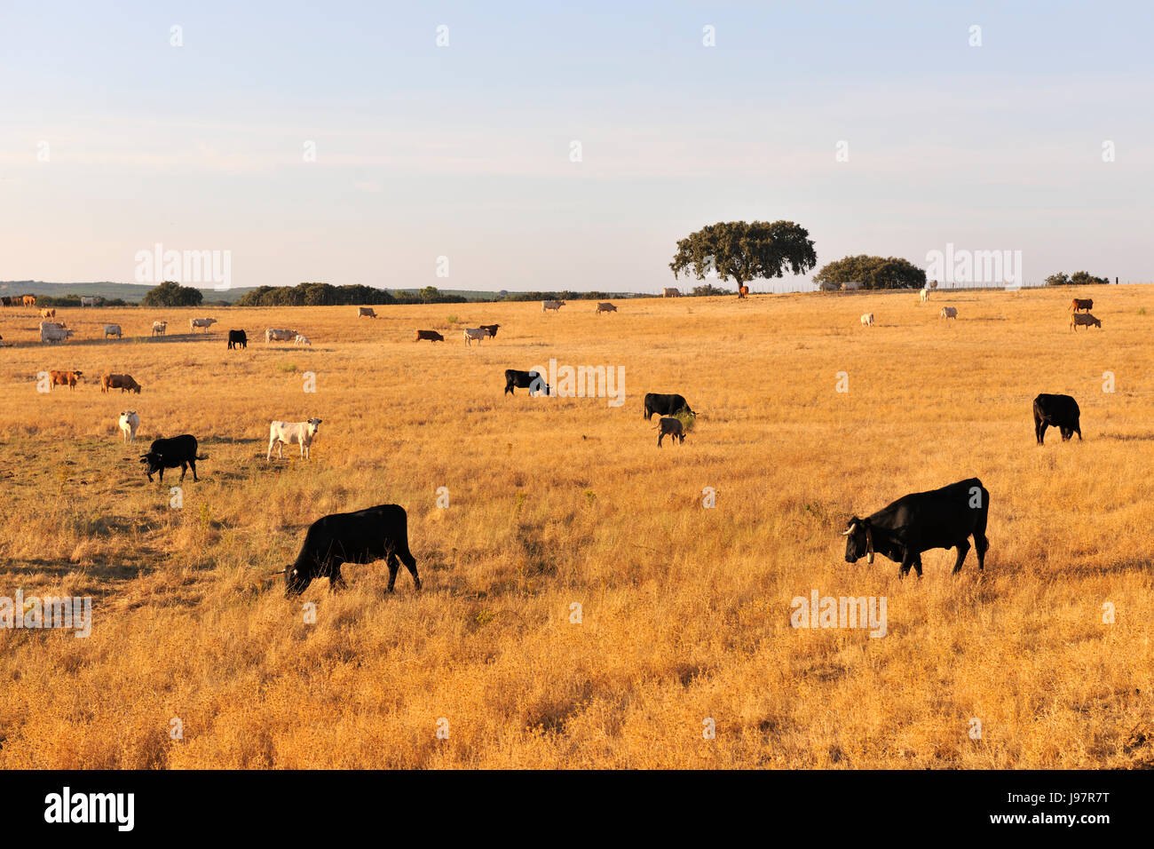 Cattle grazing in Avis, Alentejo. Portugal Stock Photo