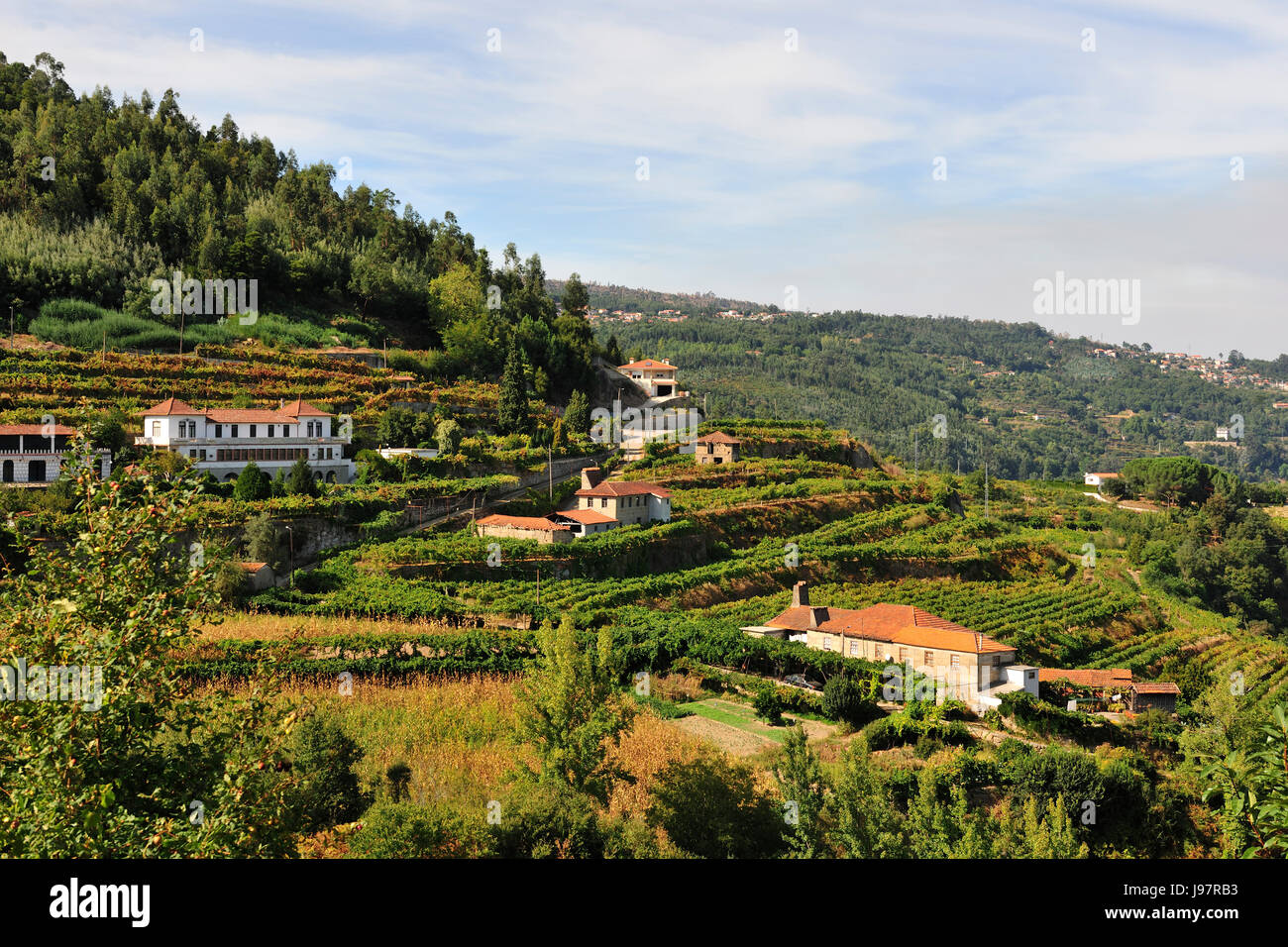 Vineyards at Sardoura, Castelo de Paiva. Douro region, Portugal Stock Photo
