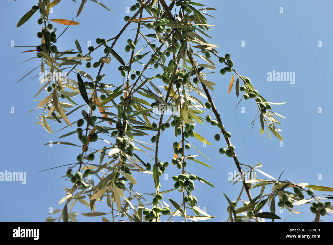 Olives in an olive tree. Douro region, Portugal Stock Photo