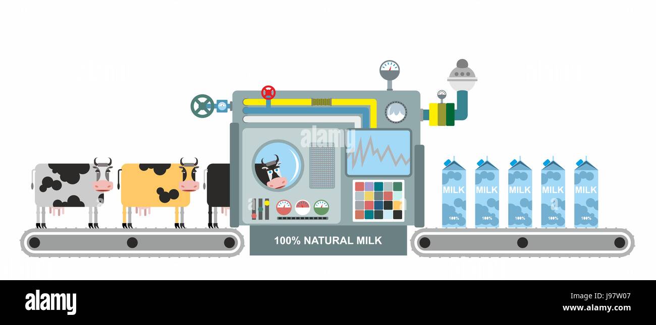 Infographics milk production. Stages of milk production from cows