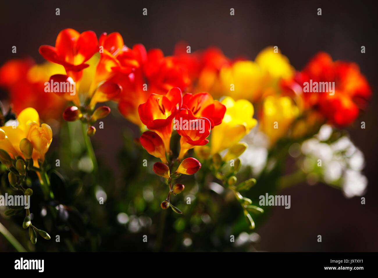 leaf, garden, flower, plant, bloom, blossom, flourish, flourishing, leaves, Stock Photo