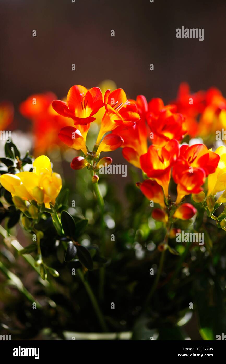 leaf, garden, flower, plant, bloom, blossom, flourish, flourishing, leaves, Stock Photo
