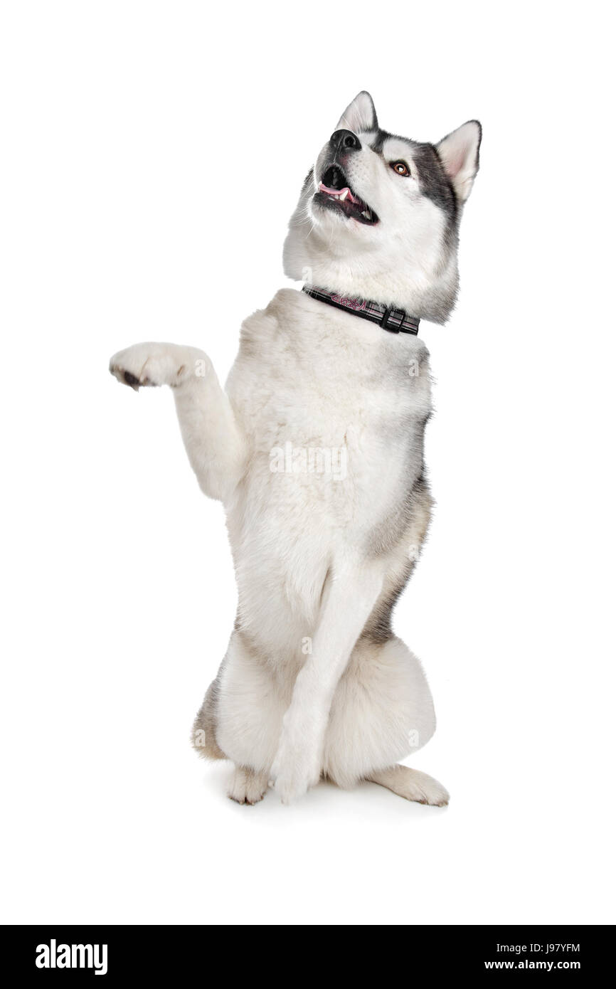 Husky begging Cut Out Stock Images & Pictures - Alamy