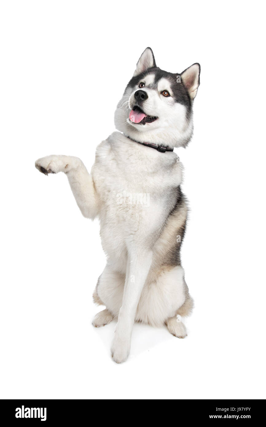 Husky begging Cut Out Stock Images & Pictures - Alamy