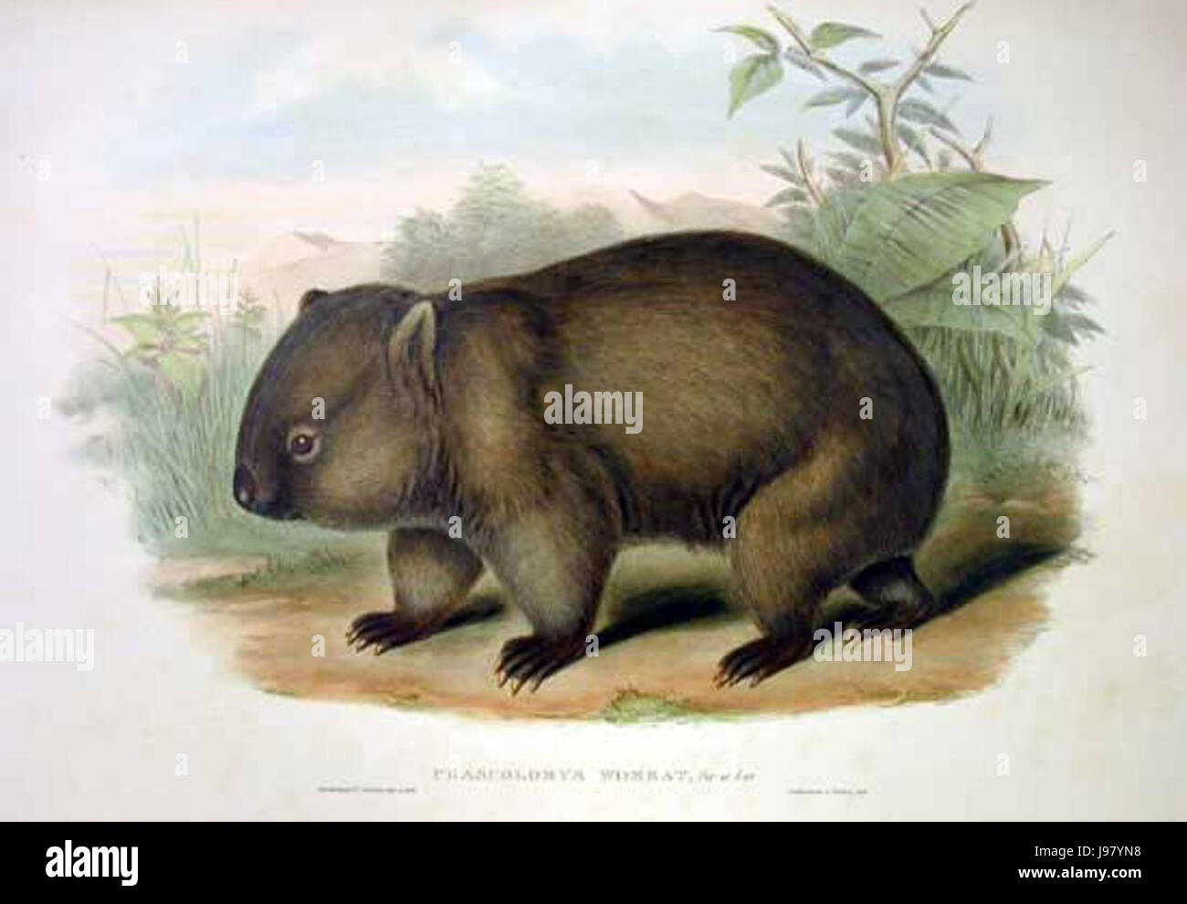 Vombatus ursinus 2 Gould Stock Photo