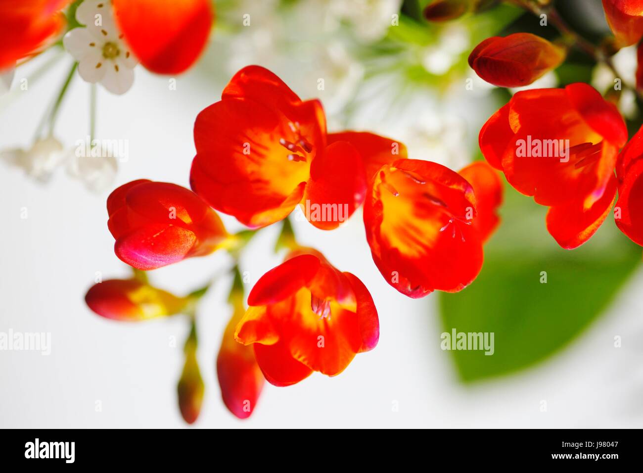 garden, flower, plant, bloom, blossom, flourish, flourishing, flowers, Stock Photo