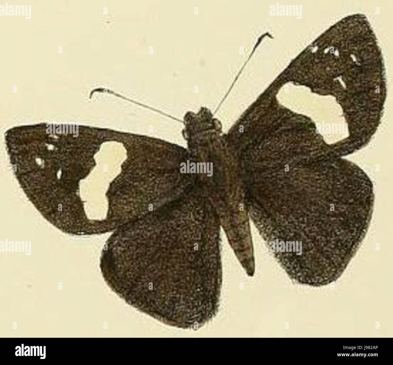 Notocrypta feisthamelii alysos1 Stock Photo