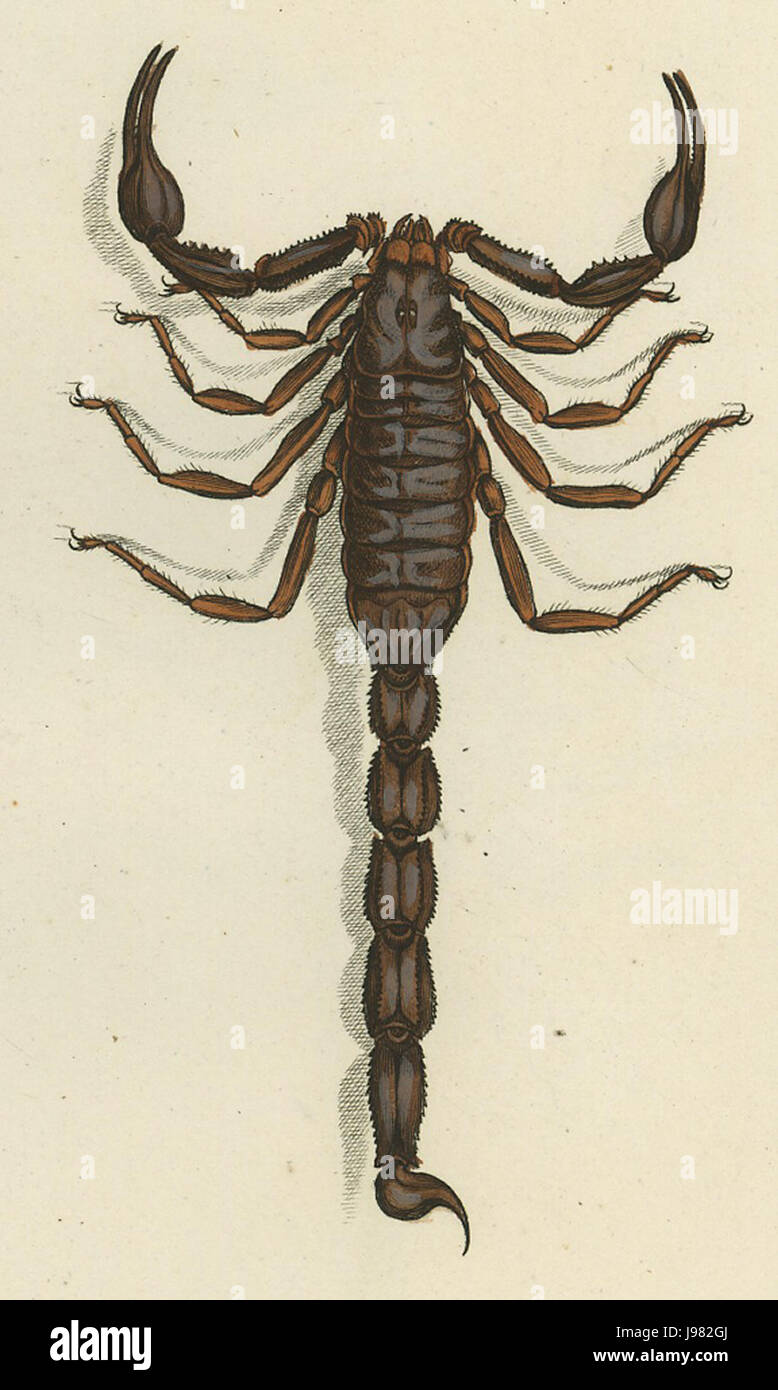 Rhopalurus junceus 1800 Stock Photo