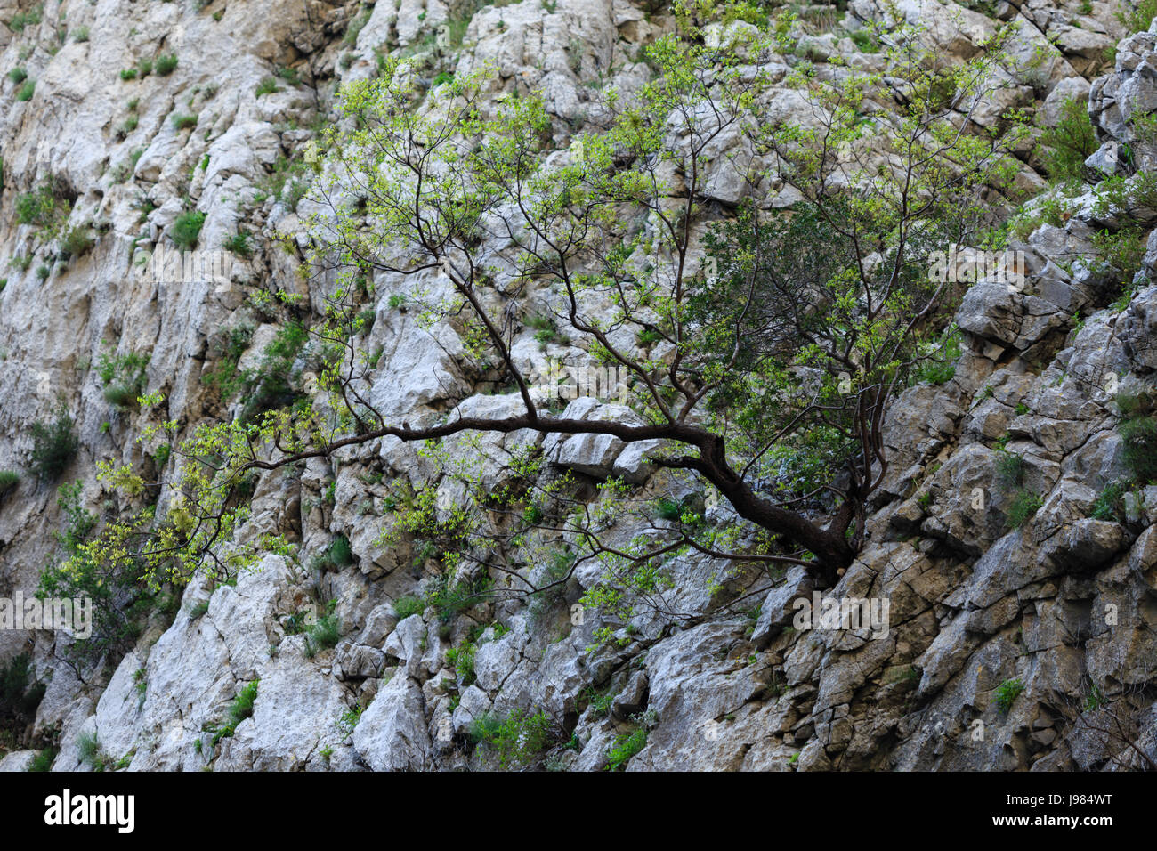 Horizontal shot of trees growing in rocky mountains Stock Photo Alamy