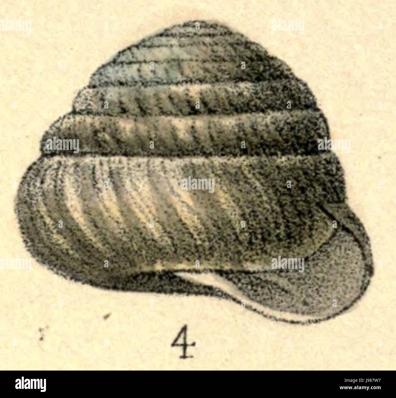 Seashell classification hi-res stock photography and images - Alamy