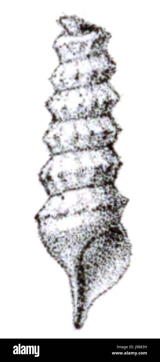 Syrinx aruanus shell 3 Stock Photo - Alamy