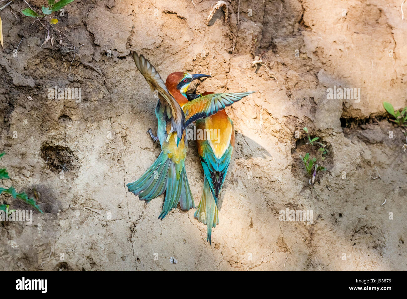 A pair of colourful European bee-eaters (Merops apiaster), Koros-Maros National Park, Bekes County, Hungary, one landing at a nest hole in sandy bank Stock Photo