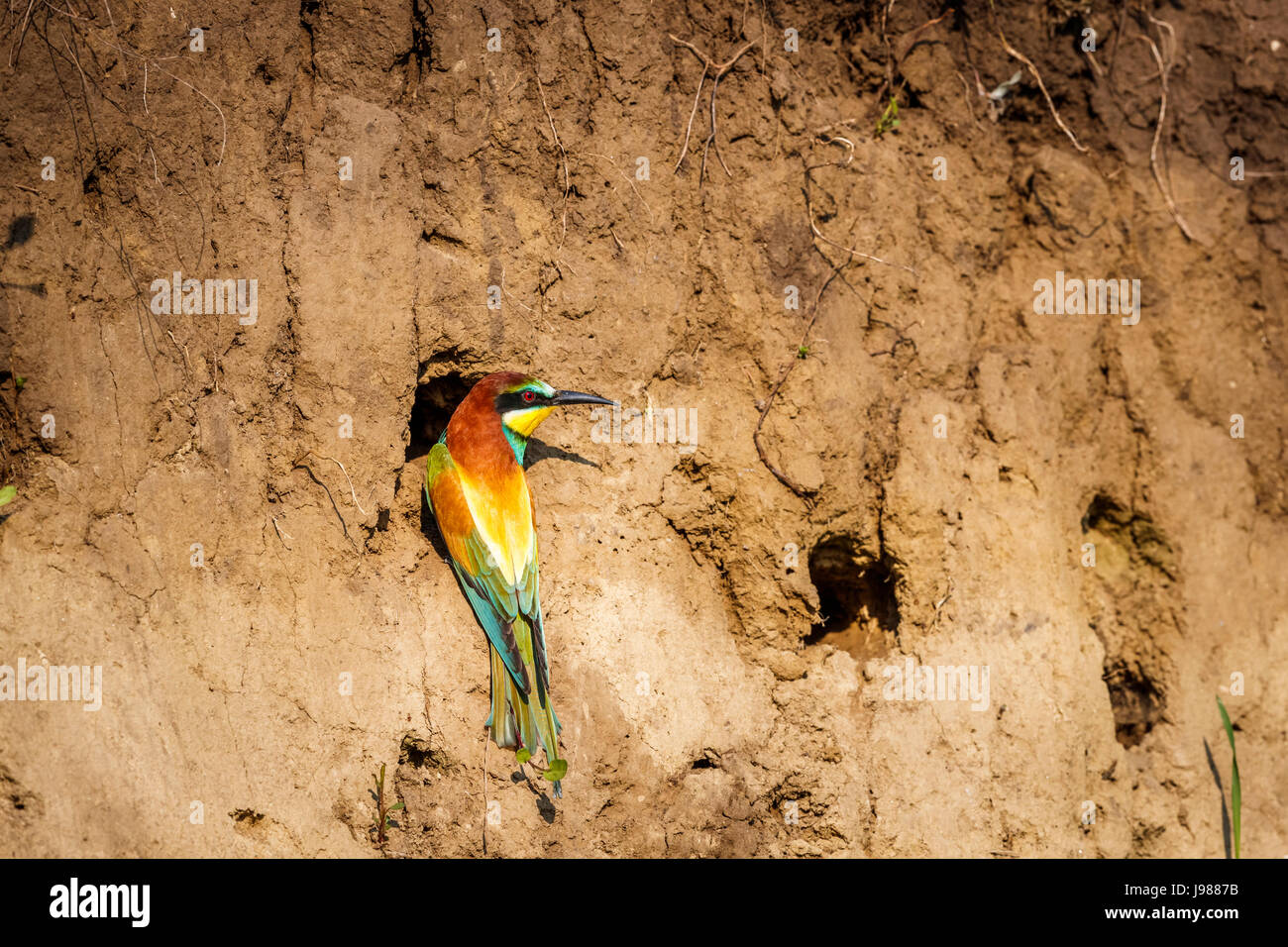 European bee-eater (Merops apiaster), Koros-Maros National Park, Bekes County, Hungary perching at a nesting hole in a sandy bank Stock Photo