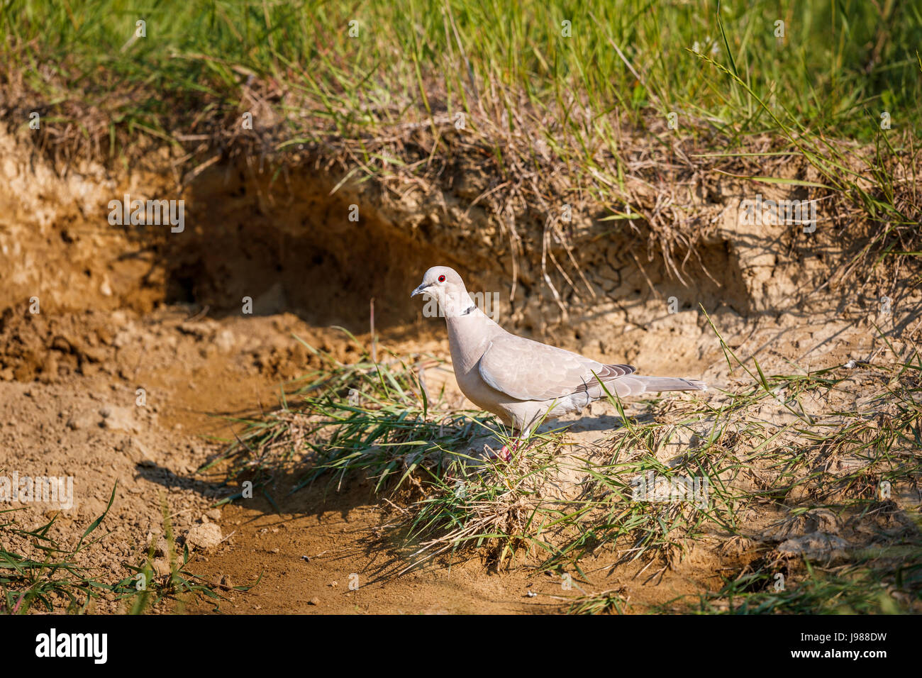 Eurasian collared dove (Streptopelia decaocto), Koros-Maros National Park, Bekes County, Hungary, standing on a sandy bank Stock Photo