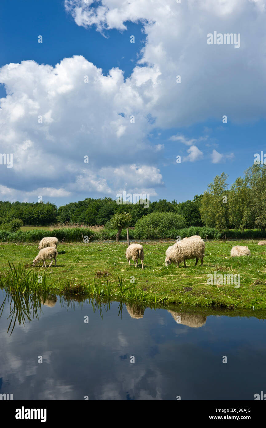 wallsee,oldenburg in holstein Stock Photo Alamy