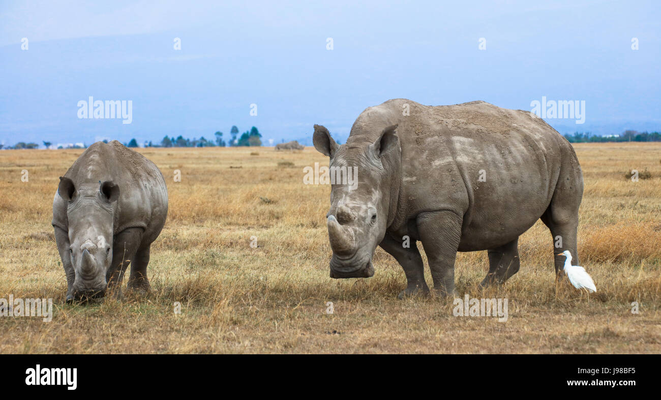 A white rhinoceros (Ceratotherium simum) female with her half-grown calf. Ol Pejeta Conservancy, Kenya. Stock Photo