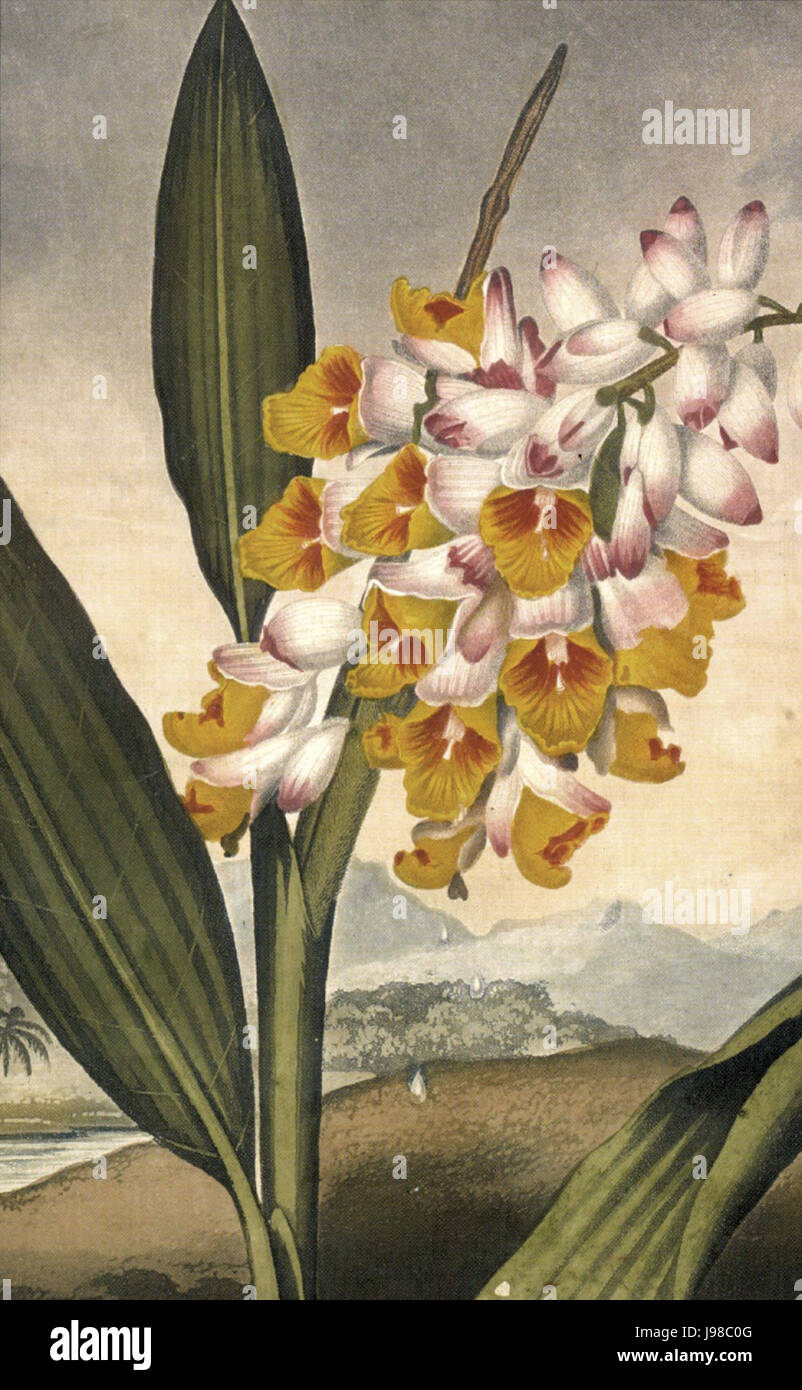 'Temple of Flora' by Robert John Thornton, 1812, Loy McCandless Marks Library Stock Photo