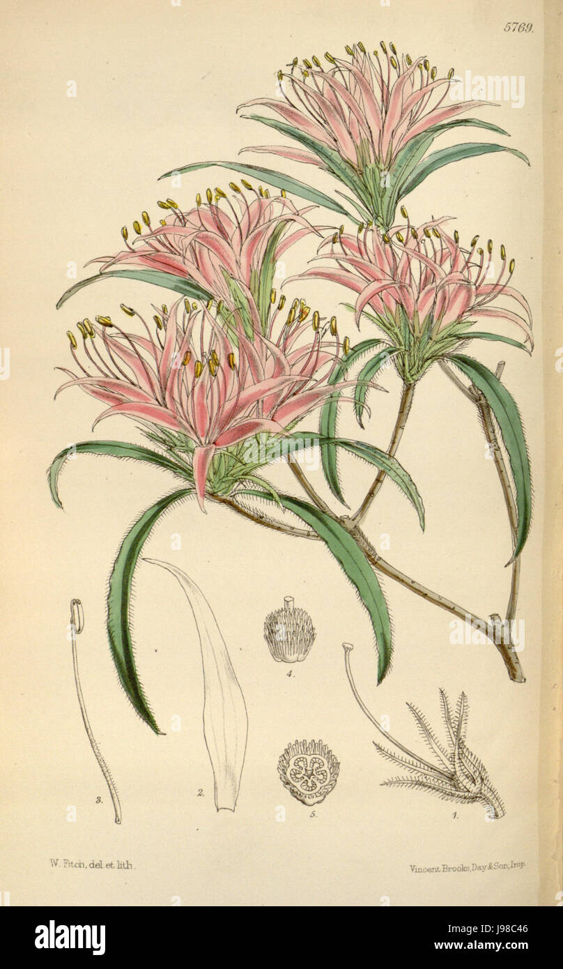 Rhododendron linearifolium Stock Photo