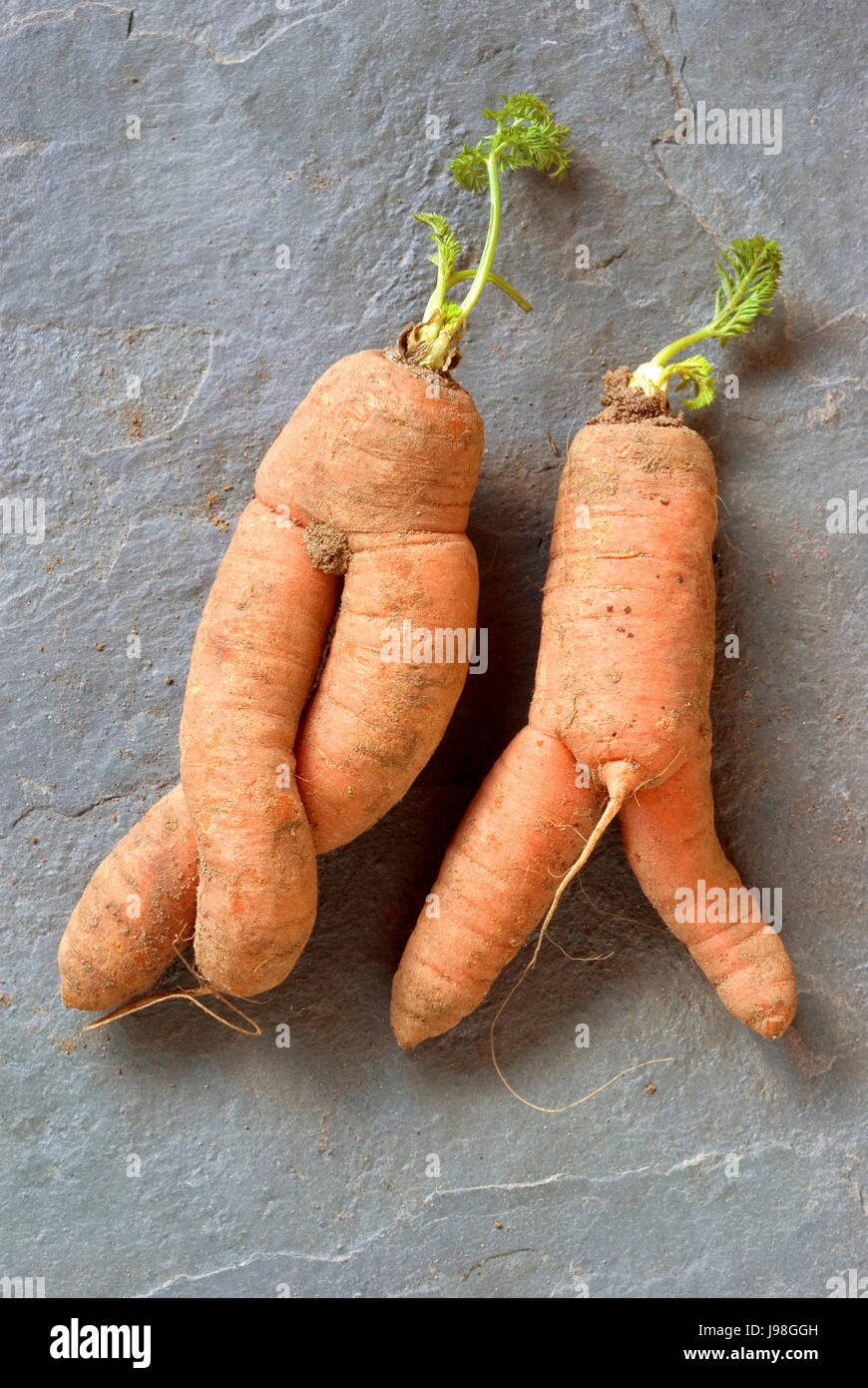 Rude Carrots Stock Photo