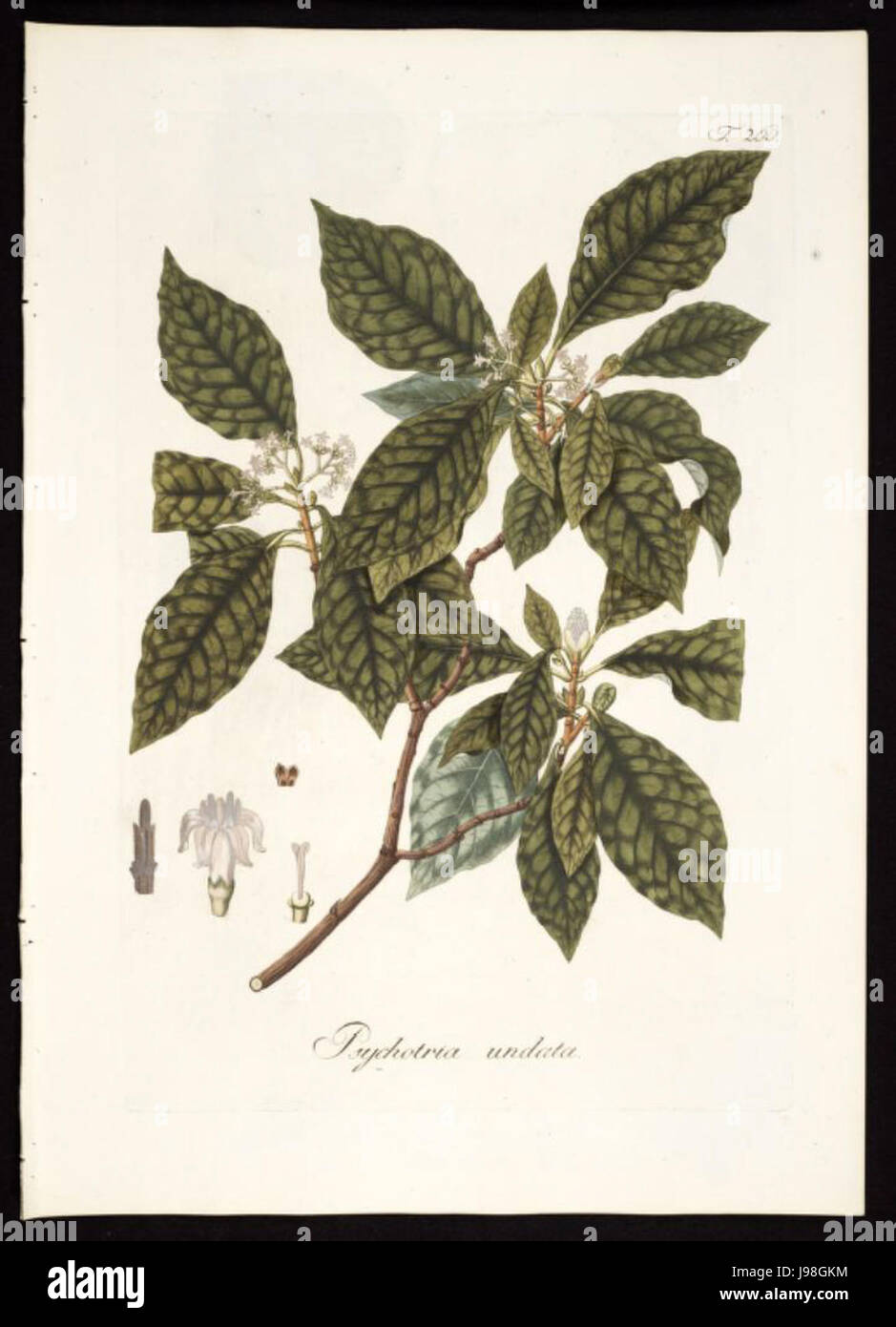 Psychotria nervosa original Stock Photo - Alamy