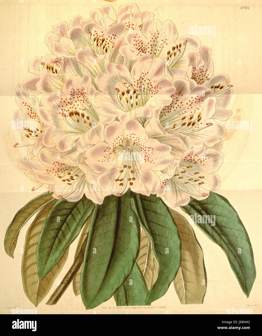 Rhododendron cinnamomeum hi-res stock photography and images - Alamy