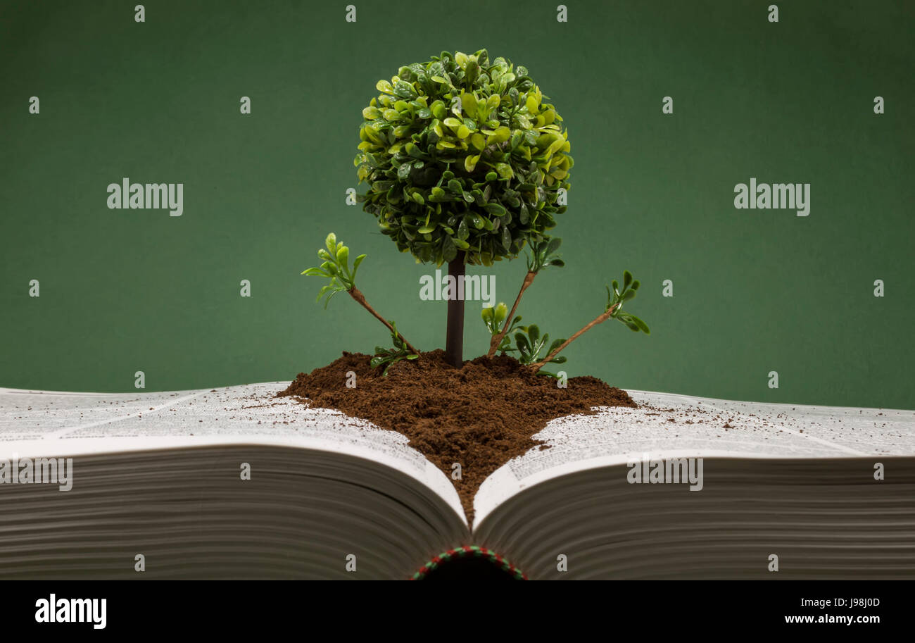 Miniature and decorative tree with round canopy on layer of earth placed on an open book , conceptual image about knowledge and spiritual evolution Stock Photo