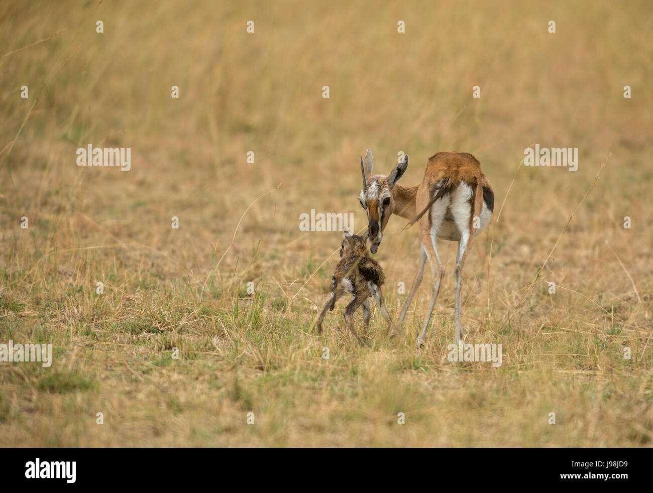 Thomson Gazelle giving Birth Stock Photo - Alamy