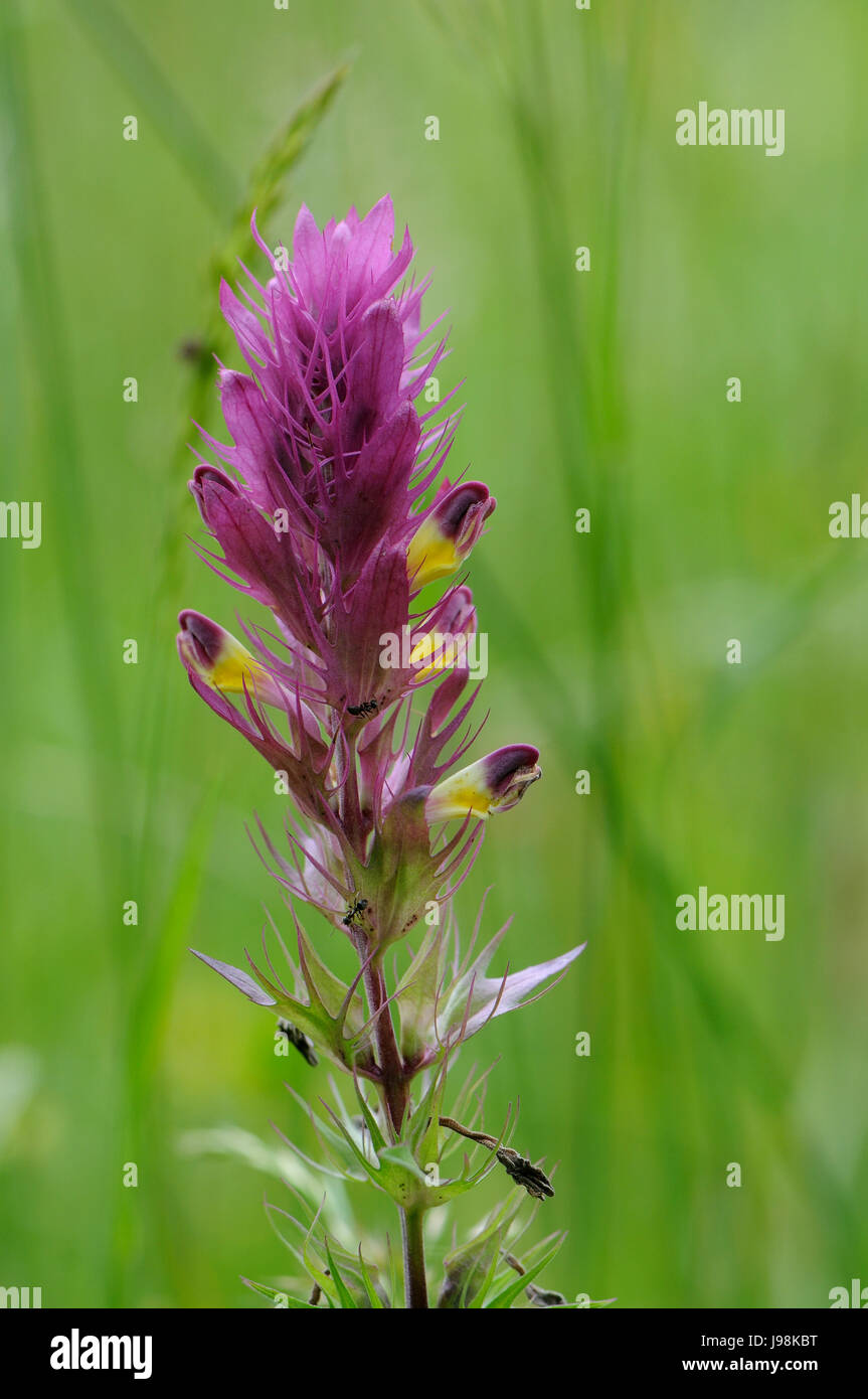 Crested cow-wheat in an alpine meadow Stock Photo