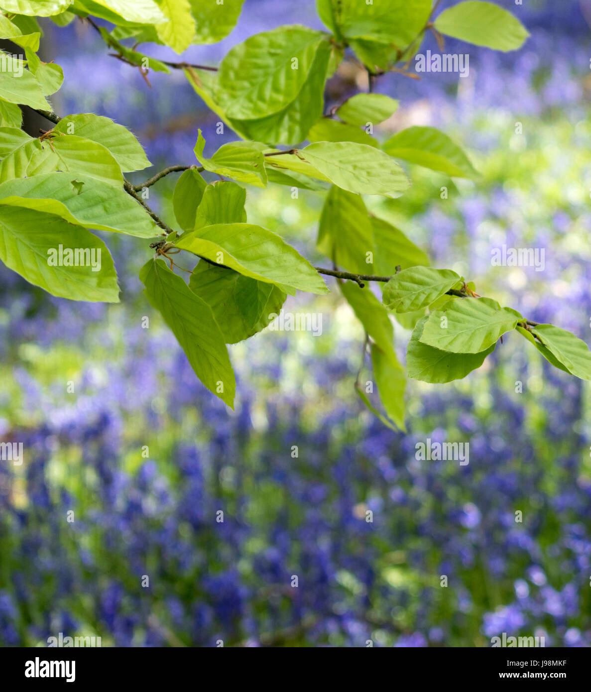English Bluebells in a woodland setting Stock Photo - Alamy