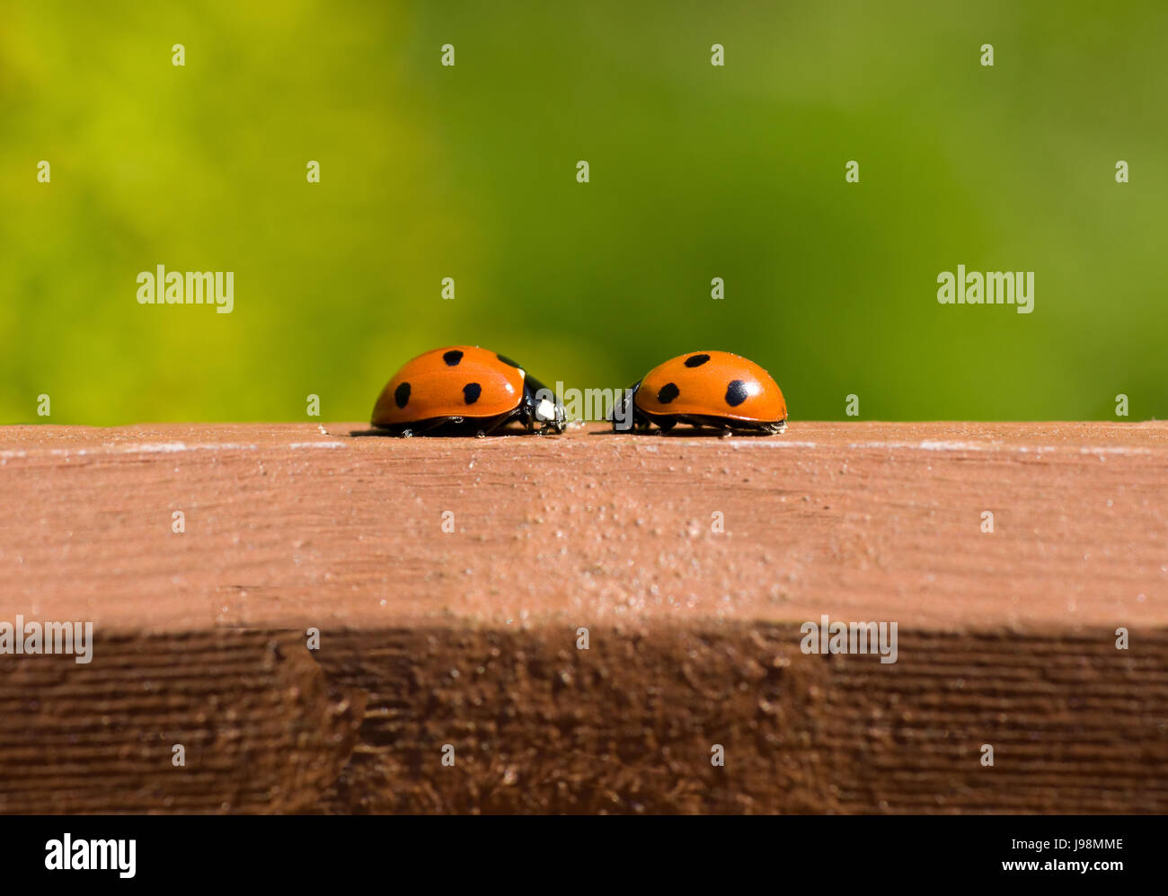 animal, insect, insects, wild, animals, wildlife, bug, meeting, bugs, ladybird, Stock Photo