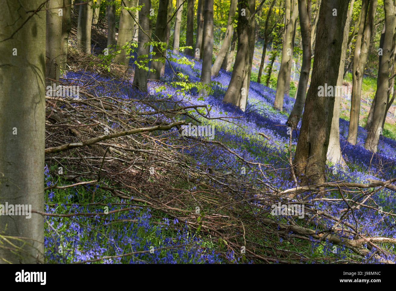 English Bluebells in a woodland setting Stock Photo - Alamy