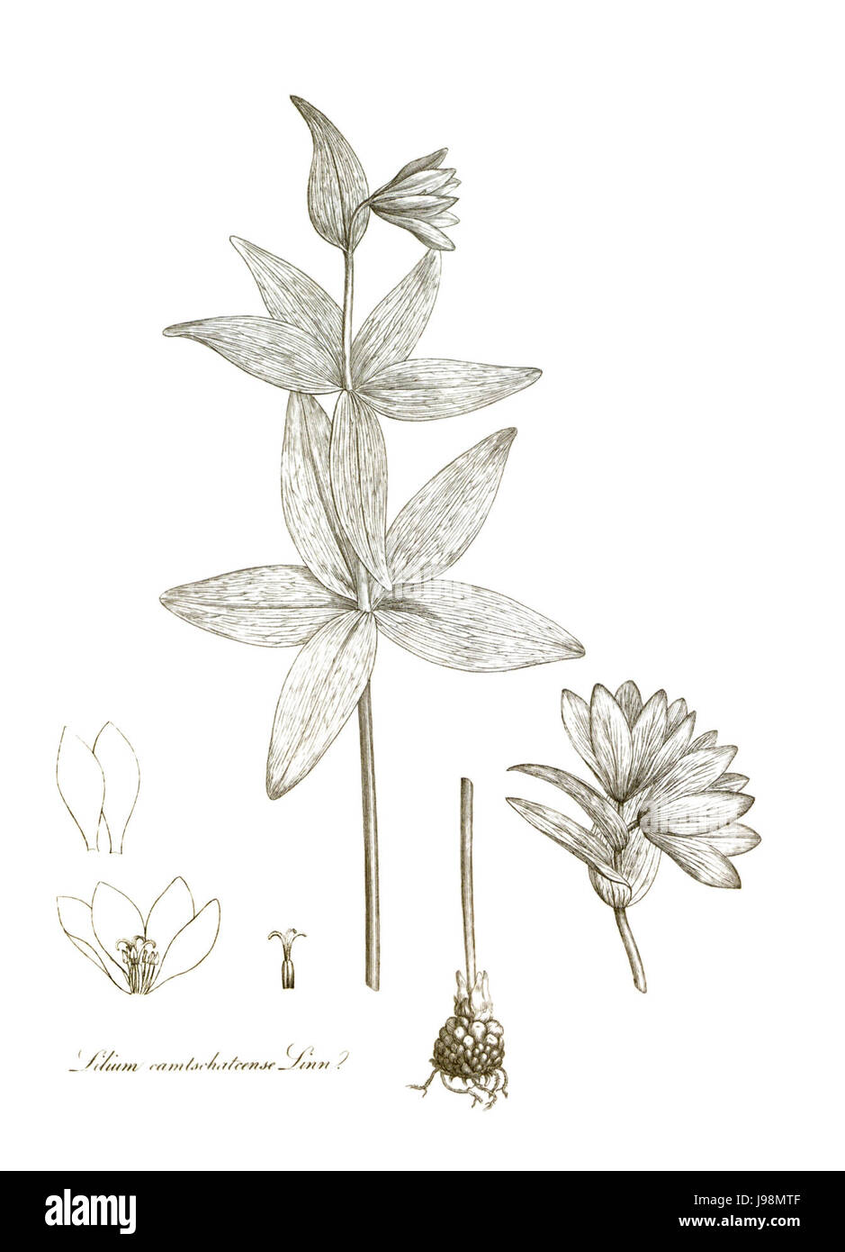 Transactions of the Linnean Society of London, Volume 10   tab. 11 renewed Stock Photo