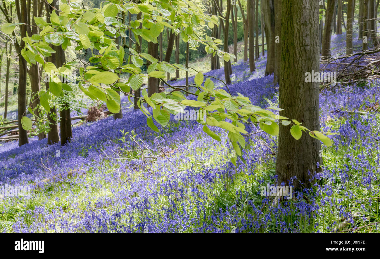 English Bluebells in a woodland setting Stock Photo - Alamy