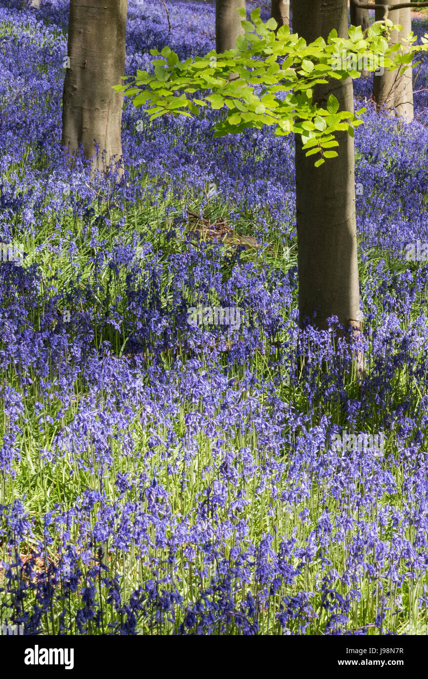 English Bluebells in a woodland setting Stock Photo - Alamy