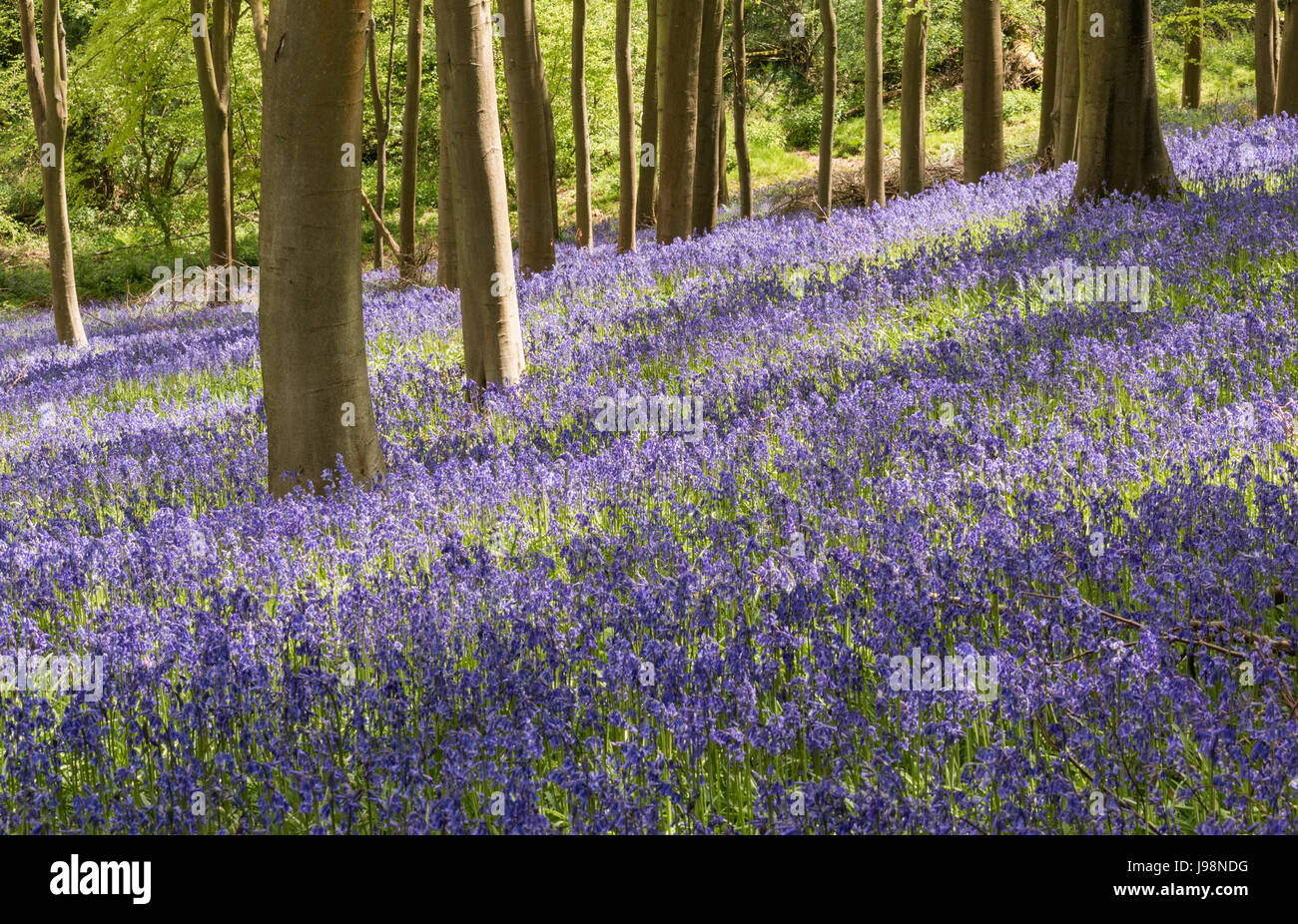 English Bluebells in a woodland setting Stock Photo - Alamy