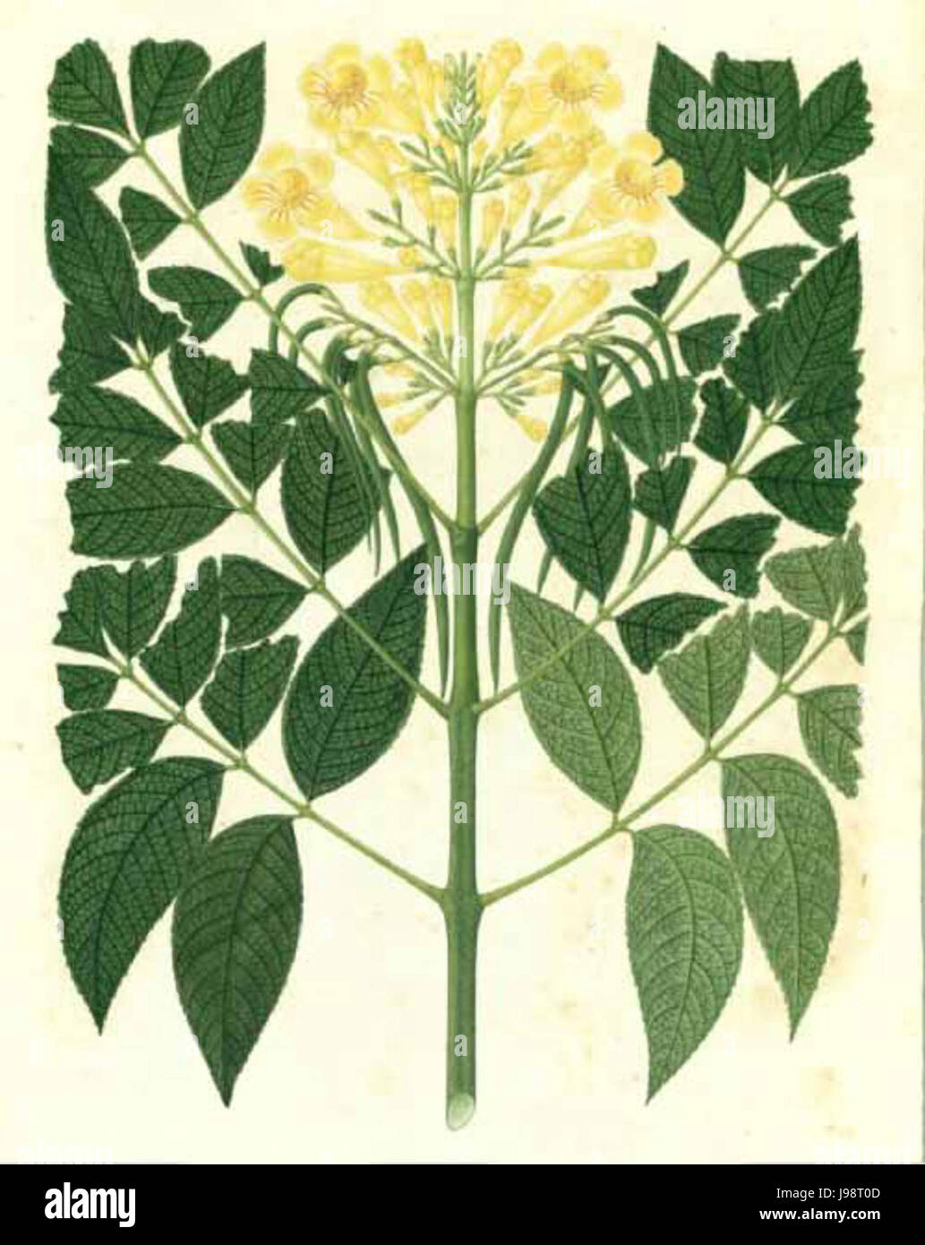 Tecoma stans yellow trumpetbush hi-res stock photography and images - Alamy