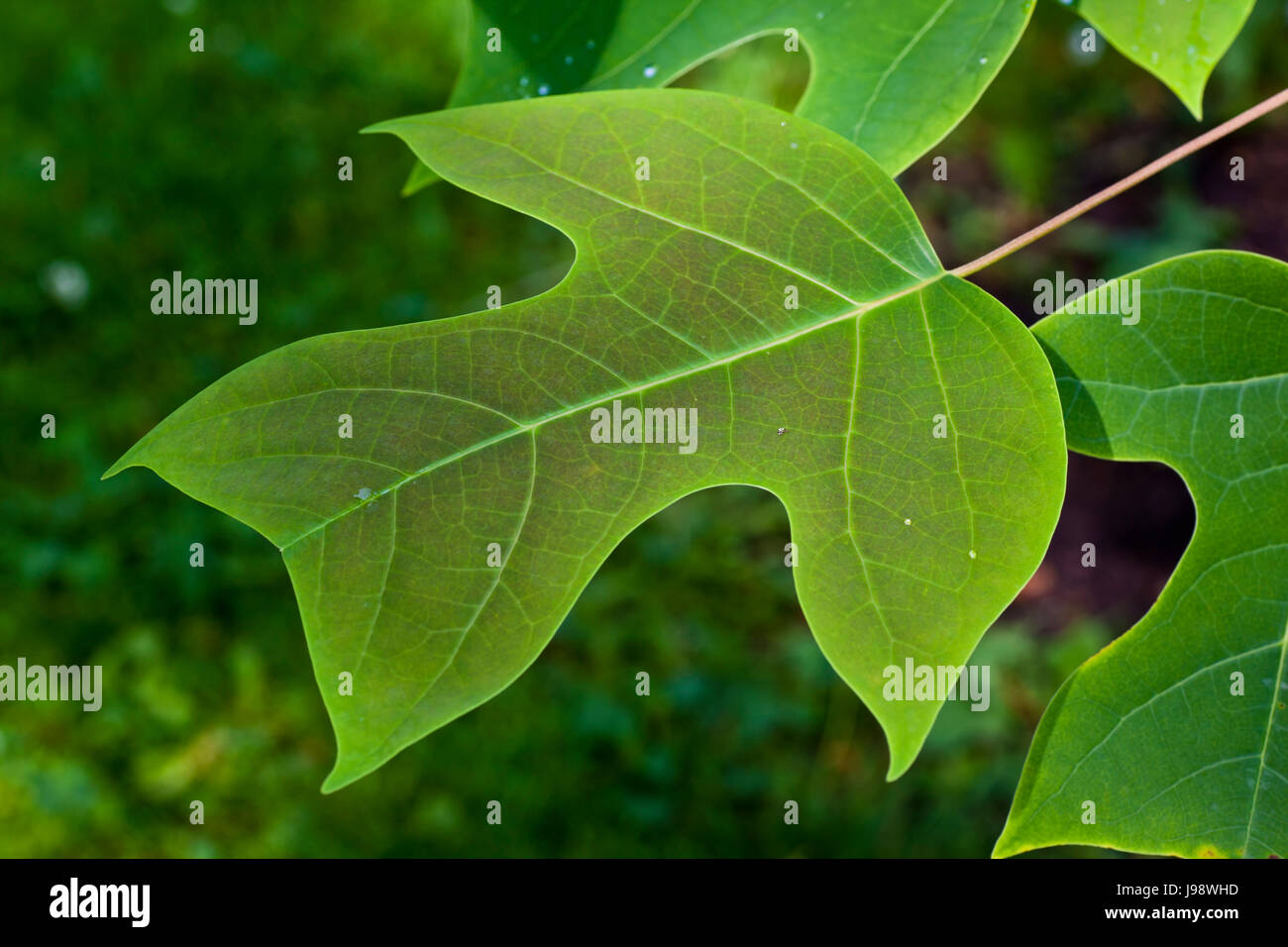 leaves of tulips tree Stock Photo Alamy